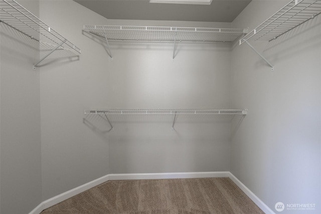 walk in closet featuring carpet floors