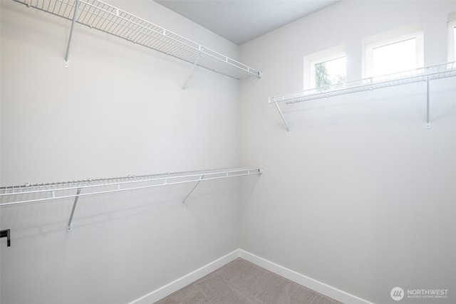 spacious closet featuring carpet flooring