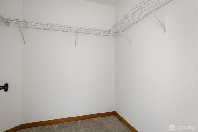 spacious closet featuring carpet