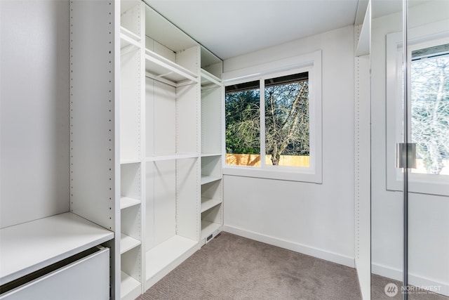 walk in closet with carpet flooring