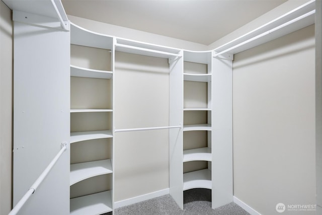 spacious closet featuring carpet flooring