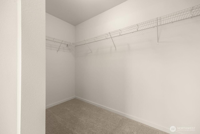 walk in closet featuring carpet