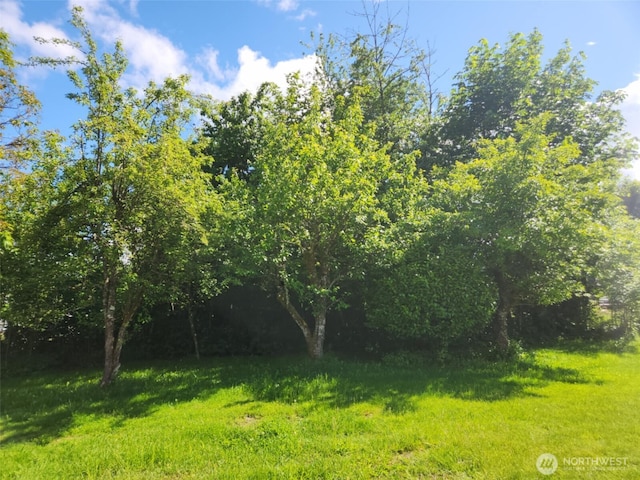 160 Gharet Rd, Randle, WA 98377 - view of grassy yard