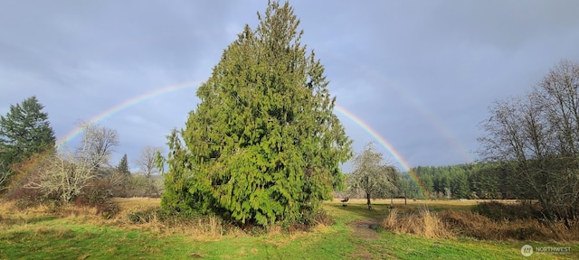 view of local wilderness