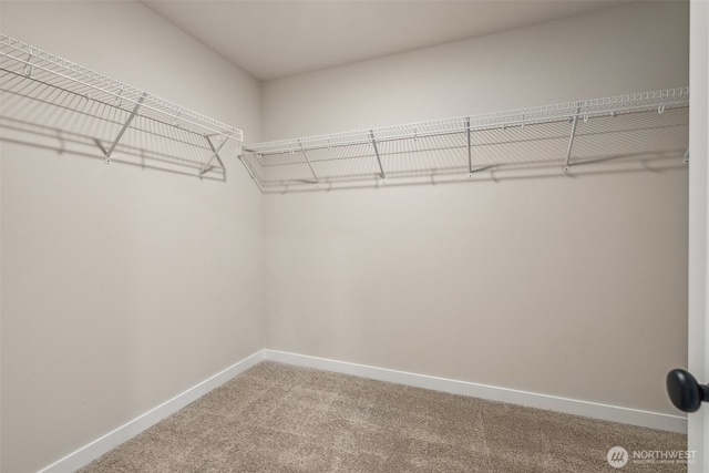 spacious closet featuring carpet floors