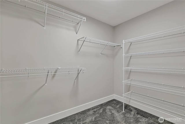 spacious closet featuring carpet flooring