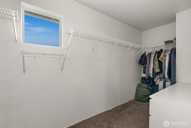 walk in closet with carpet flooring