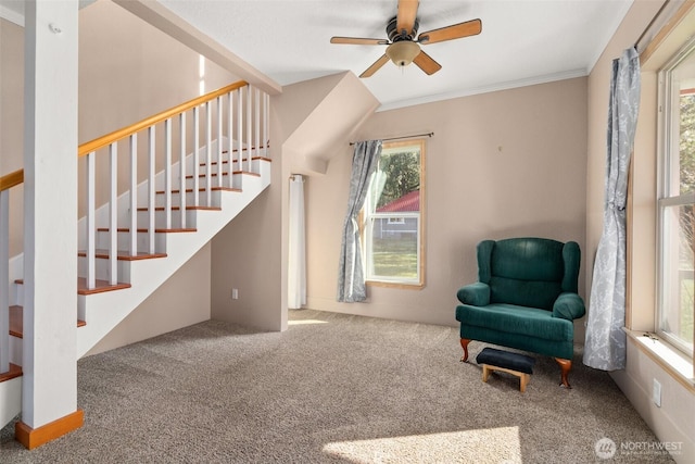 living area featuring stairs, ceiling fan, carpet, and crown molding