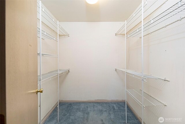 spacious closet featuring carpet