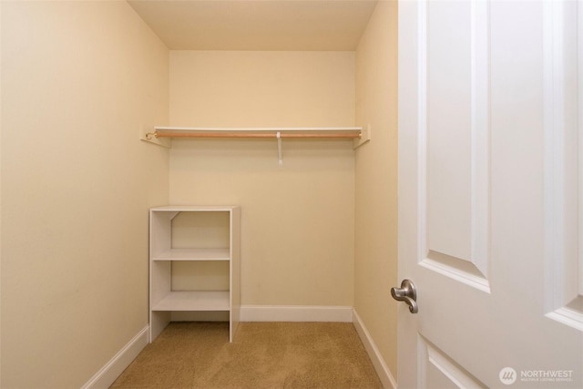 walk in closet featuring carpet floors