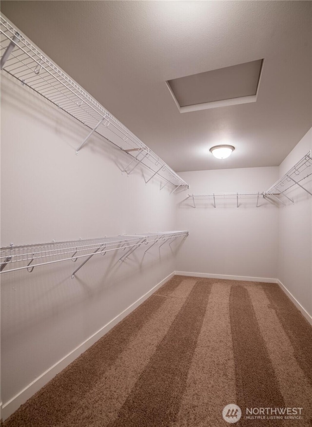 walk in closet featuring attic access and carpet flooring