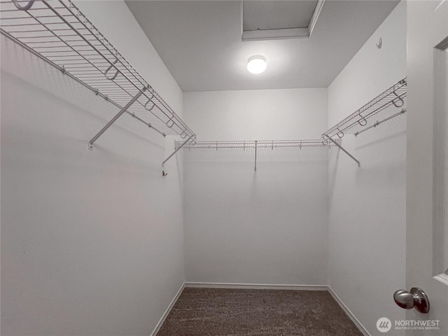 walk in closet featuring attic access and carpet flooring