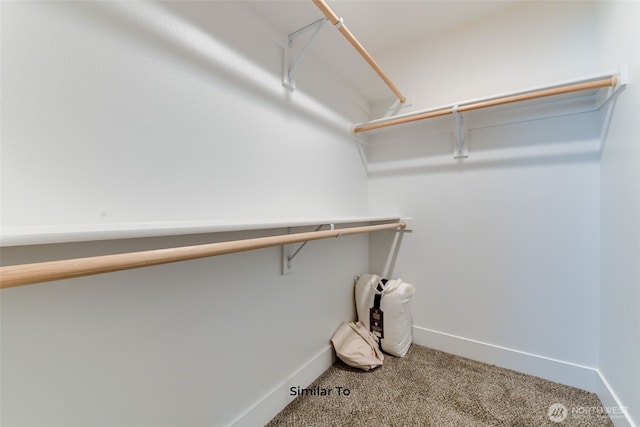 spacious closet featuring carpet