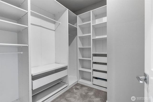 walk in closet featuring carpet