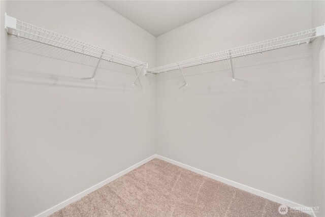 walk in closet featuring carpet floors