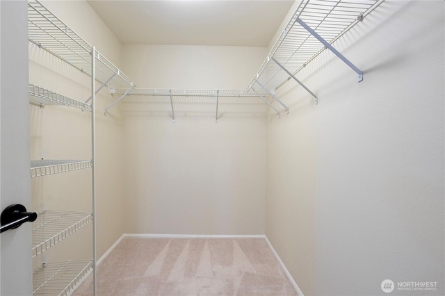 spacious closet featuring carpet flooring