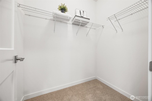 walk in closet with carpet floors