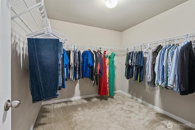 walk in closet featuring carpet flooring