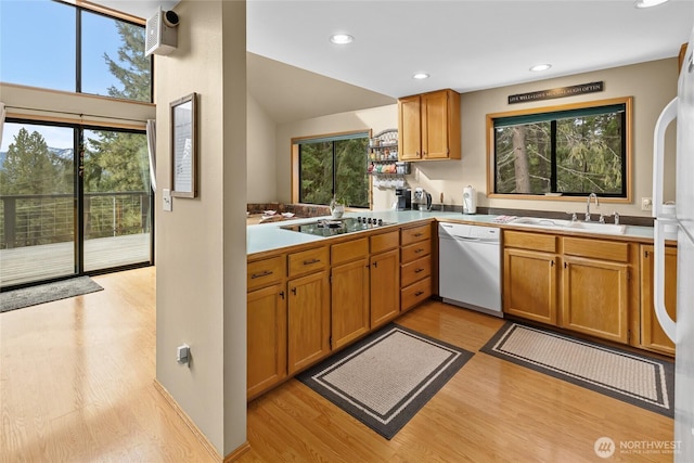 kitchen featuring light wood-style flooring, white dishwasher, black electric stovetop, and a sink