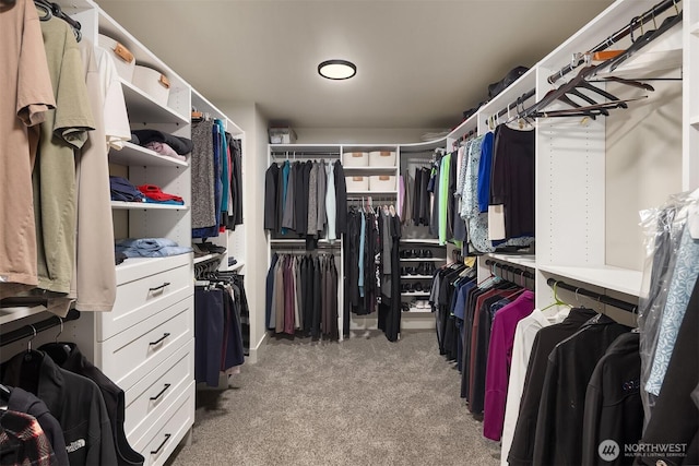 spacious closet featuring carpet