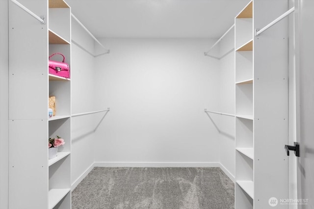 walk in closet with carpet floors