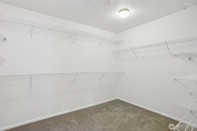 walk in closet featuring carpet flooring