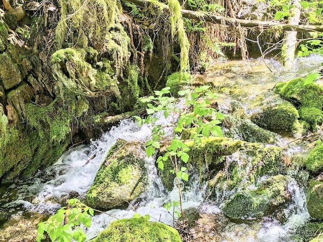 view of local wilderness featuring a wooded view