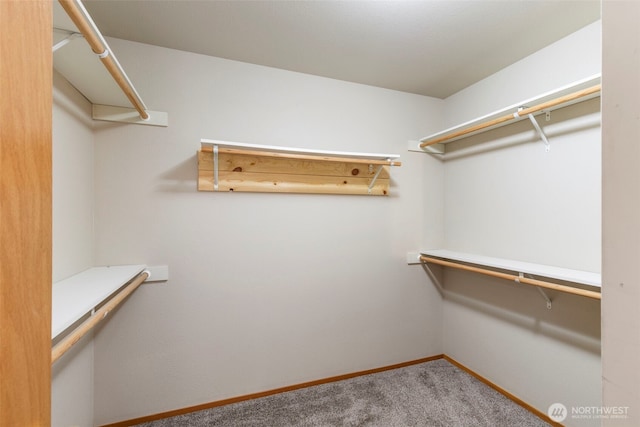 spacious closet featuring carpet floors