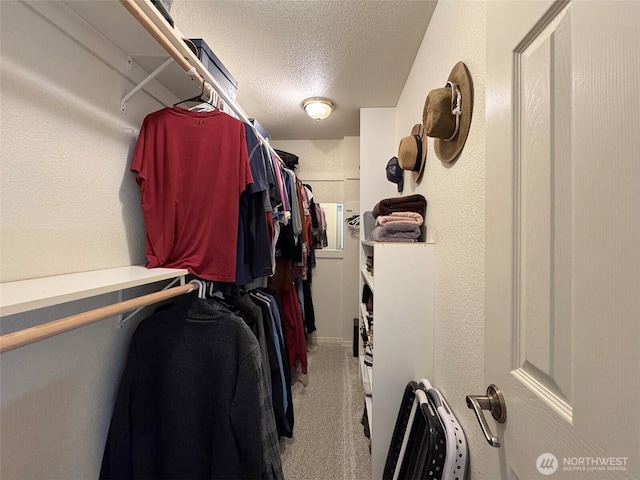 spacious closet featuring carpet flooring