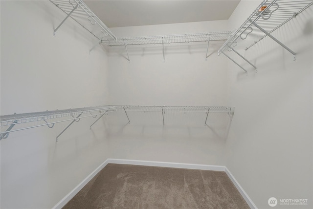 walk in closet with carpet floors