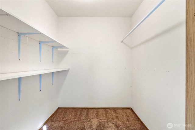 walk in closet with carpet flooring