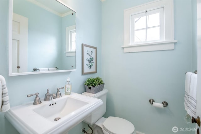 bathroom featuring toilet, crown molding, and a sink