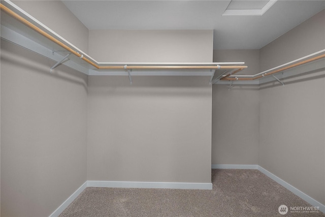 spacious closet featuring carpet flooring