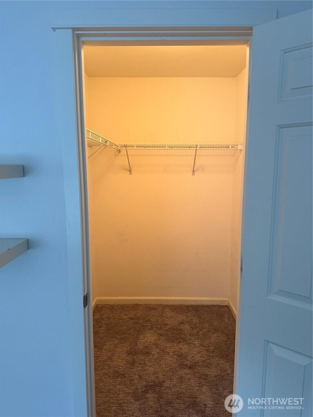 spacious closet featuring carpet flooring