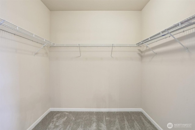 walk in closet with carpet