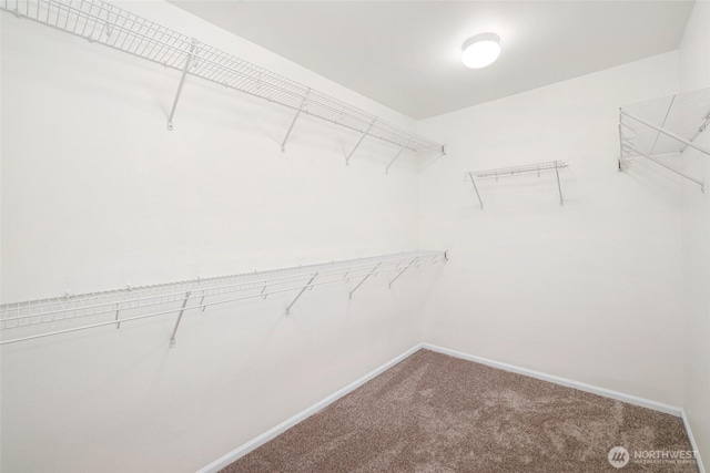 walk in closet featuring carpet