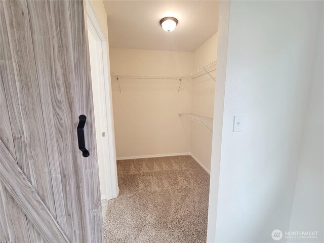 spacious closet featuring carpet flooring