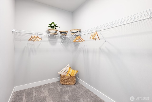 spacious closet featuring carpet flooring