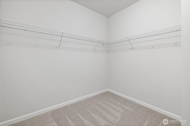 walk in closet with carpet floors