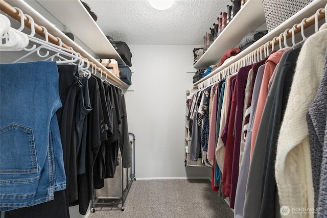 walk in closet with carpet flooring