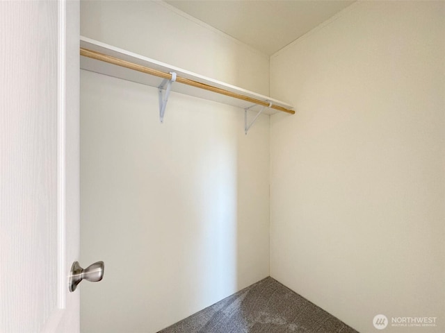 spacious closet featuring carpet floors