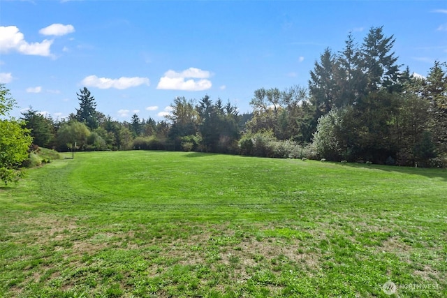 view of yard featuring a forest view