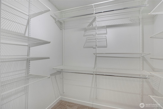 spacious closet featuring carpet