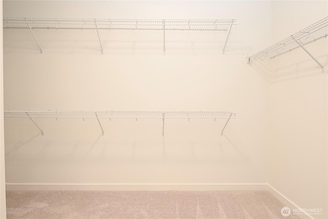 walk in closet with carpet flooring