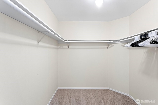 spacious closet featuring carpet floors