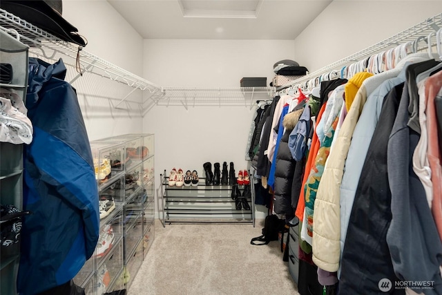 walk in closet featuring a raised ceiling, attic access, and carpet flooring