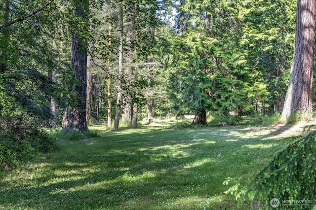 view of yard featuring a wooded view