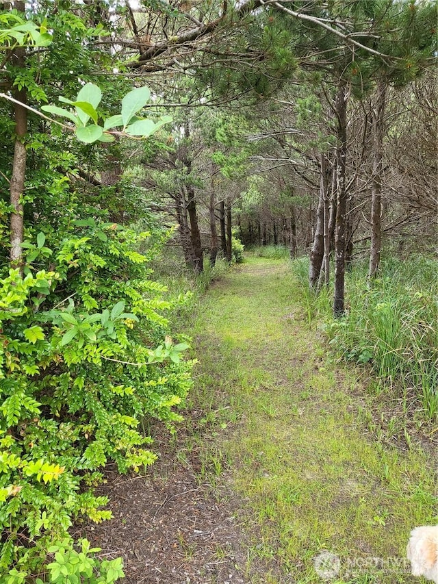 view of local wilderness