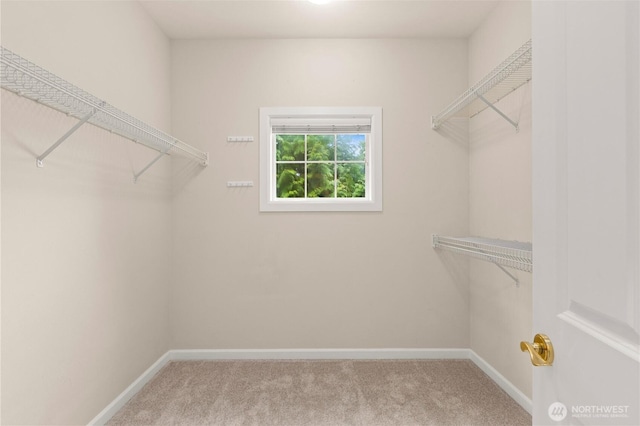 walk in closet featuring carpet flooring