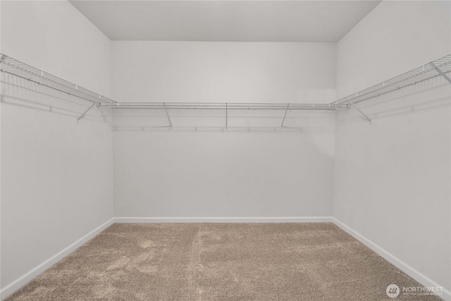 walk in closet with carpet flooring